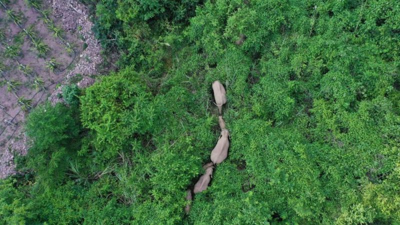 La manada de elefantes que tiene desconcertados a los cient&iacute;ficos en China