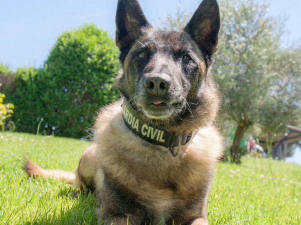 Realizan homenaje a Elton, el perro que fue clave en las b&uacute;squedas de Diana Quer y Gabriel Cruz