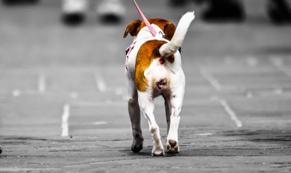 En Espa&ntilde;a rige una ley que proh&iacute;be cortar el rabo y las orejas a las mascotas