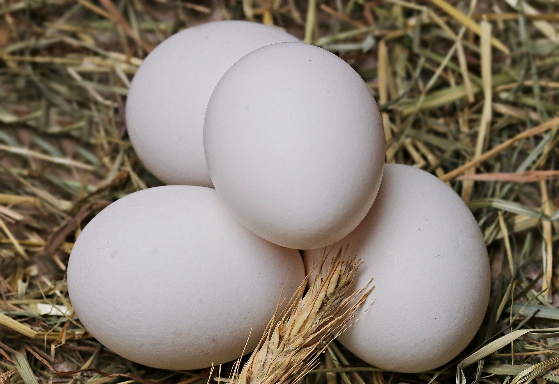 Proconsumidor: En RD no hay huevos contaminados por uso de insecticida
