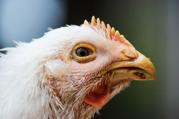 Enfermedades de las gallinas y sus s&iacute;ntomas