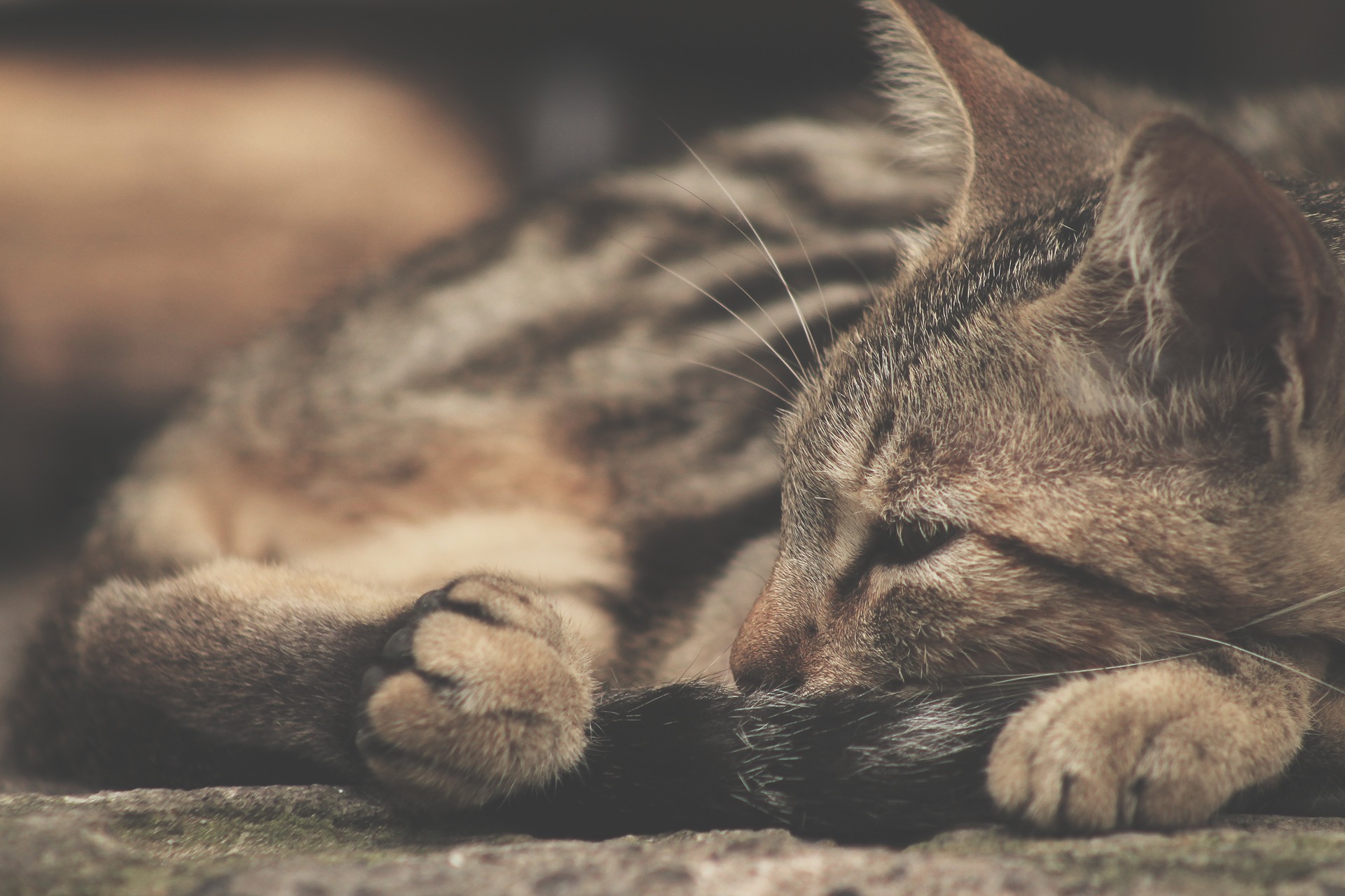 Estudio revela que los gatos s&iacute; entienden, pero no les interesa obedecer