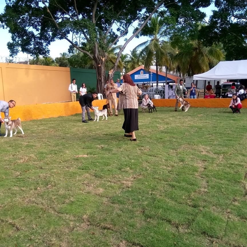 Celebran exposici&oacute;n canina internacional en la FCD