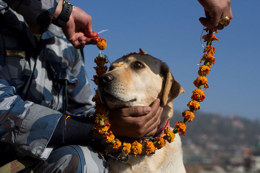 Realizan fiesta hind&uacute; para adorar a perros con guirnaldas y comida