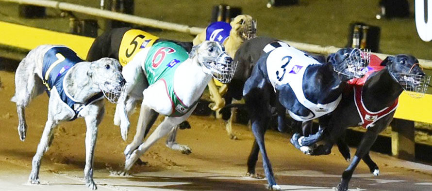 Podr&iacute;an prohibir las carreras de galgos en Florida