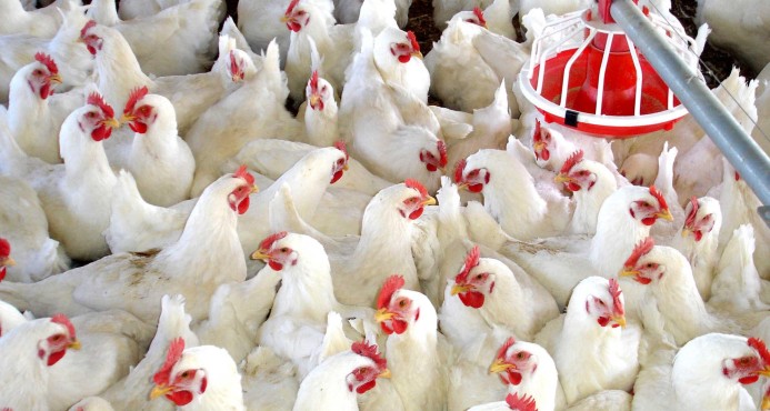 Rep&uacute;blica Dominicana abre su mercado a la carne de pollo brasile&ntilde;a