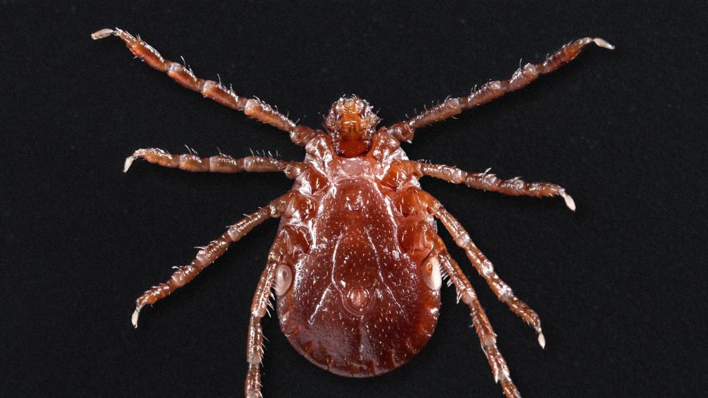  Un nuevo tipo de garrapata invasora se extiende por EEUU