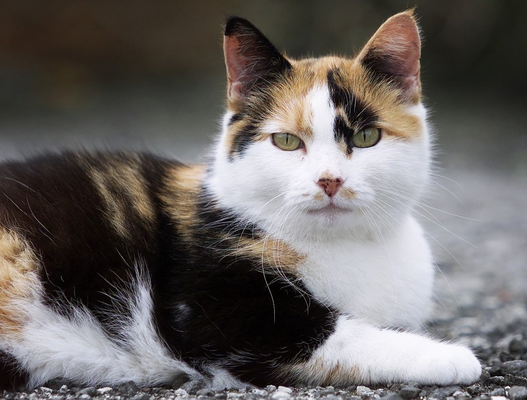 Un gato "narcotraficante" se fuga de la prisi&oacute;n de m&aacute;xima seguridad de Sri Lanka