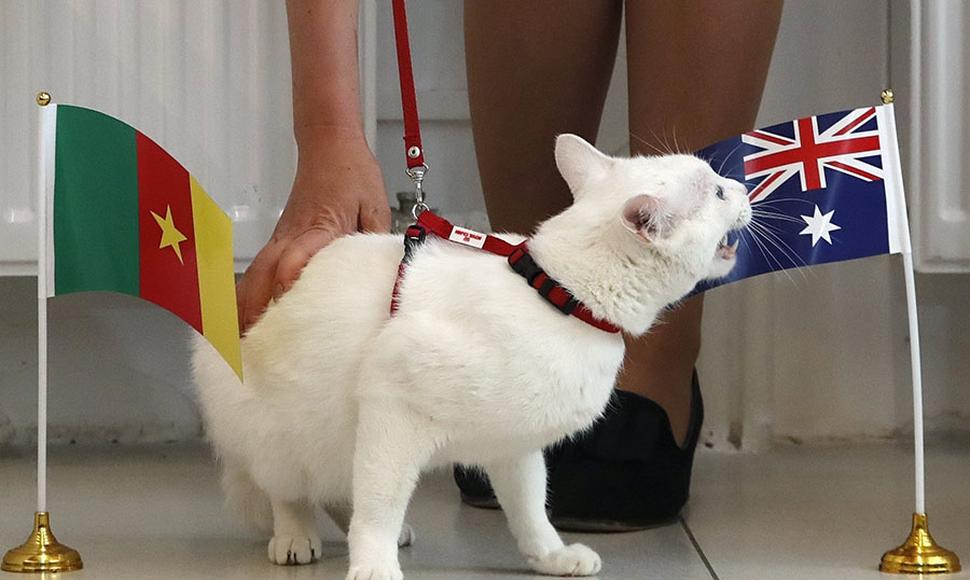 Achille, el gato pronosticador del Mundial 2018