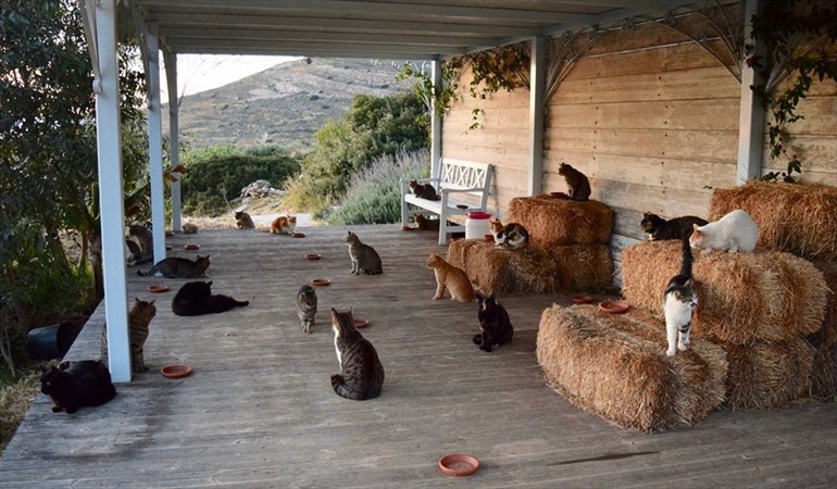 La ONG griega pagar&aacute; por cuidar gatos