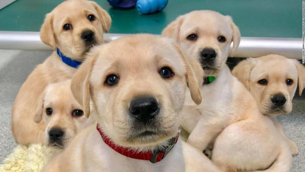 Los cachorros de perro nacen listos para interactuar con las personas, encuentra un estudio.