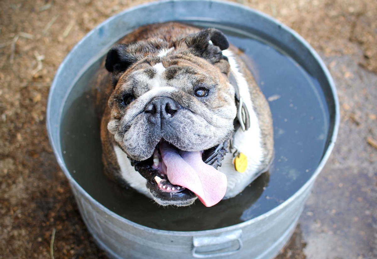 Cu&aacute;les son los factores de riesgo asociados al golpe de calor en perros