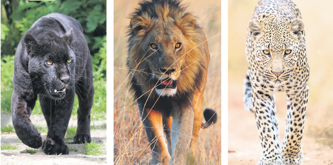 Grandes felinos, predadores amenazados