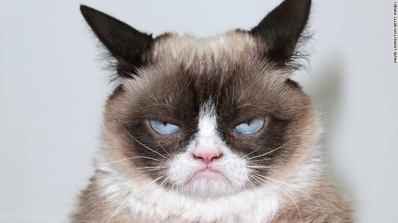 Muri&oacute; Grumpy Cat, el gato de rostro malhumorado que inspir&oacute; miles de memes