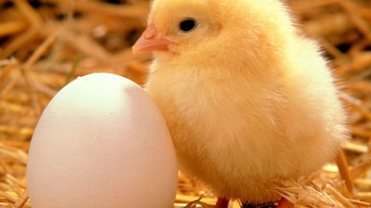 Sector av&iacute;cola y Gobierno buscan estabilizar precios de pollo y huevos