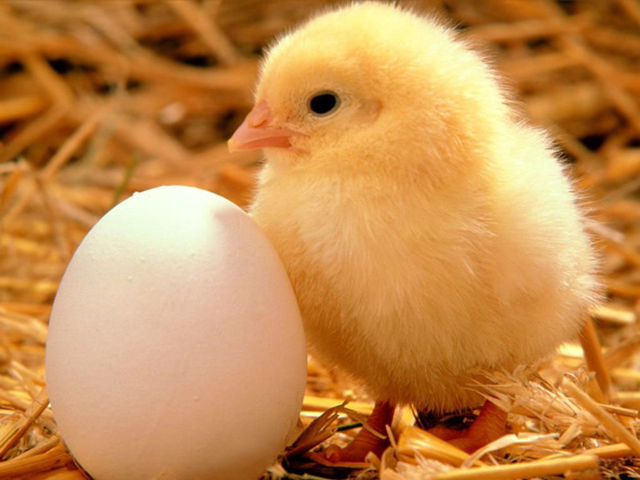 Sector av&iacute;cola y Gobierno buscan estabilizar precios de pollo y huevos