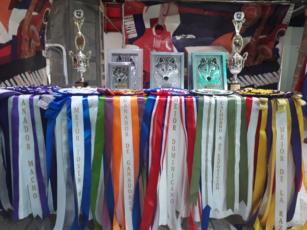 Realizan IV exposici&oacute;n especializada de Husky Siberiano