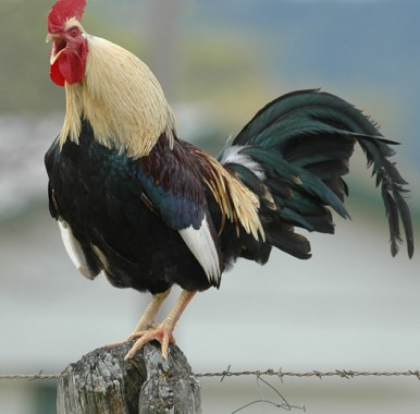 Hay una hora determinada para el canto del gallo