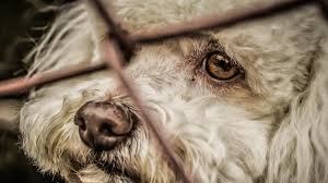 Mascotas de refugiados ucranianos podr&aacute;n acceder a tratamiento veterinario gratuito en 38 pa&iacute;ses europeos.