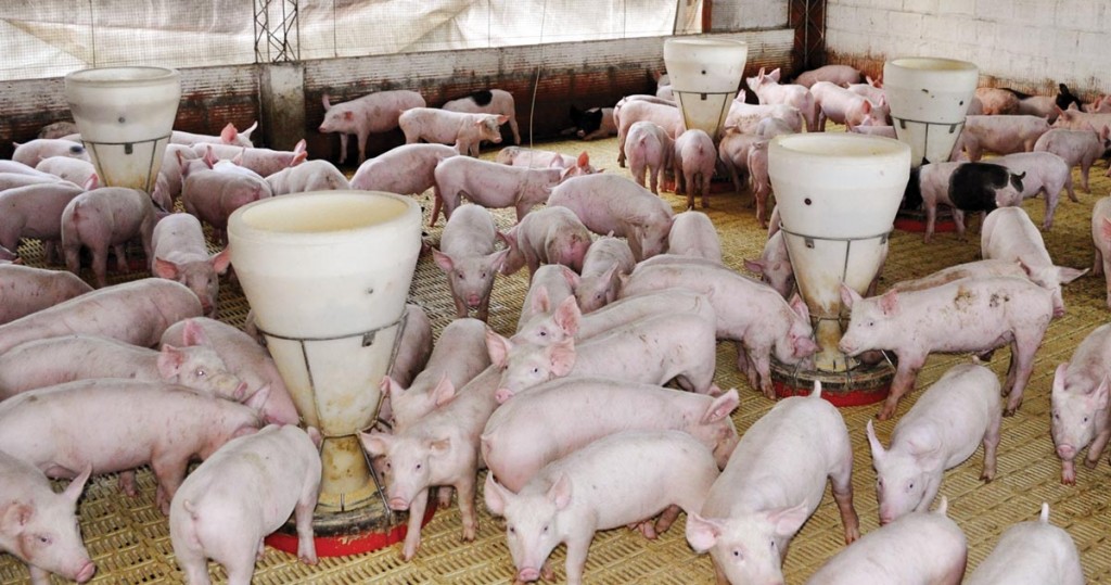  Informe "Global Feed Additives Market 2017-2021" prev&eacute; incremento de piensos