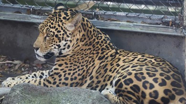 Emergencia en el zool&oacute;gico: un jaguar escapa de su jaula y mata a seis animales