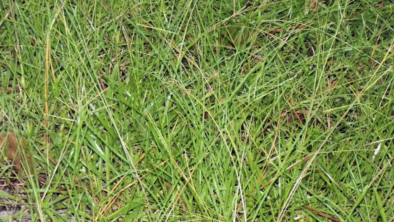 Ofrecen primera jornada acerca del manejo de pastos y conservaci&oacute;n de forrajes