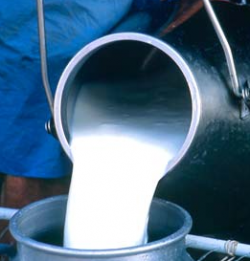 Ganaderos afirman m&aacute;s de la mitad de la leche que se produce en el pa&iacute;s se est&aacute; perdiendo