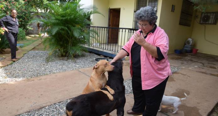 Ley 248-12 establece que cabildos deben recoger animales muertos
