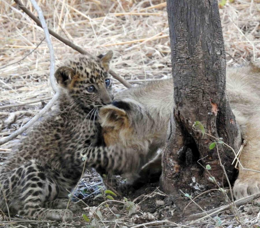 Leona adopt&oacute; un cachorro de leopardo en India y sorprende a los investigadores
