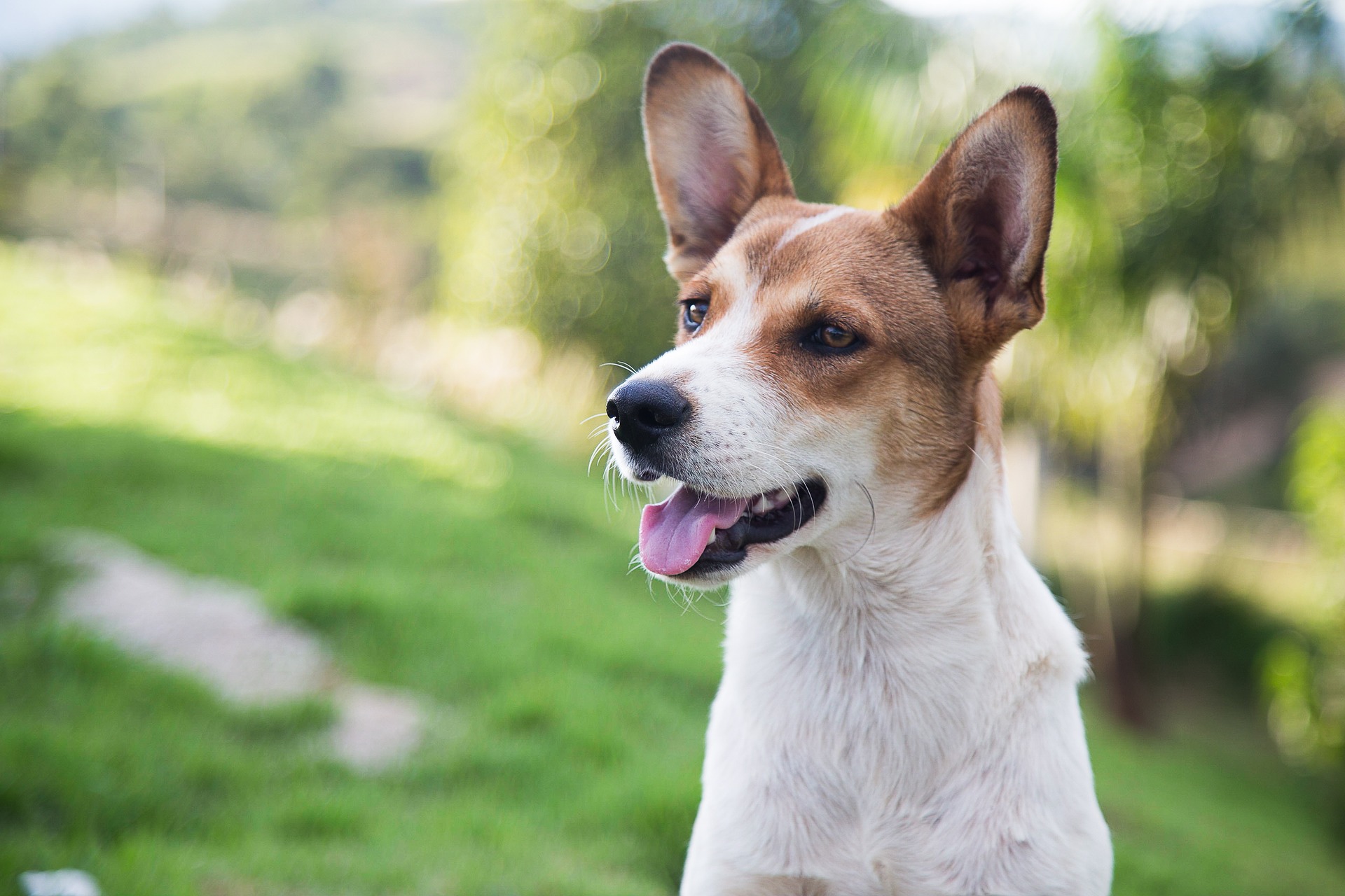 Lo que cuesta tener una mascota en Rep&uacute;blica Dominicana