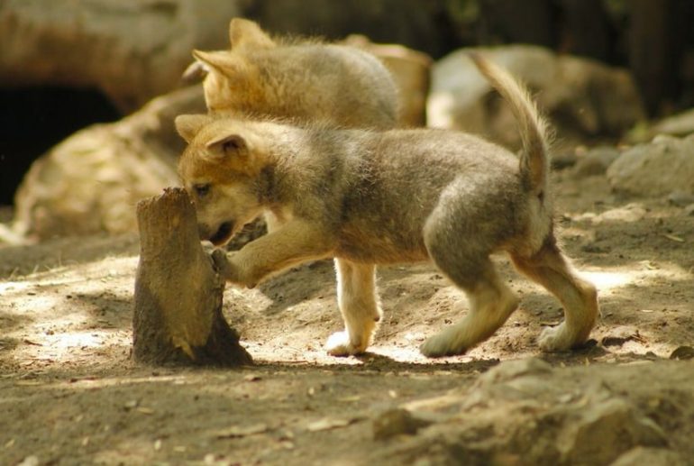 Nacen 5 cr&iacute;as de lobo mexicano en el Zool&oacute;gico de Chapultepec
