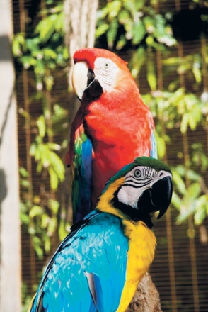 Bienestar animal