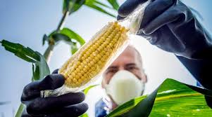 M&eacute;xico eliminar&aacute; la importaci&oacute;n de ma&iacute;z gen&eacute;ticamente modificado
