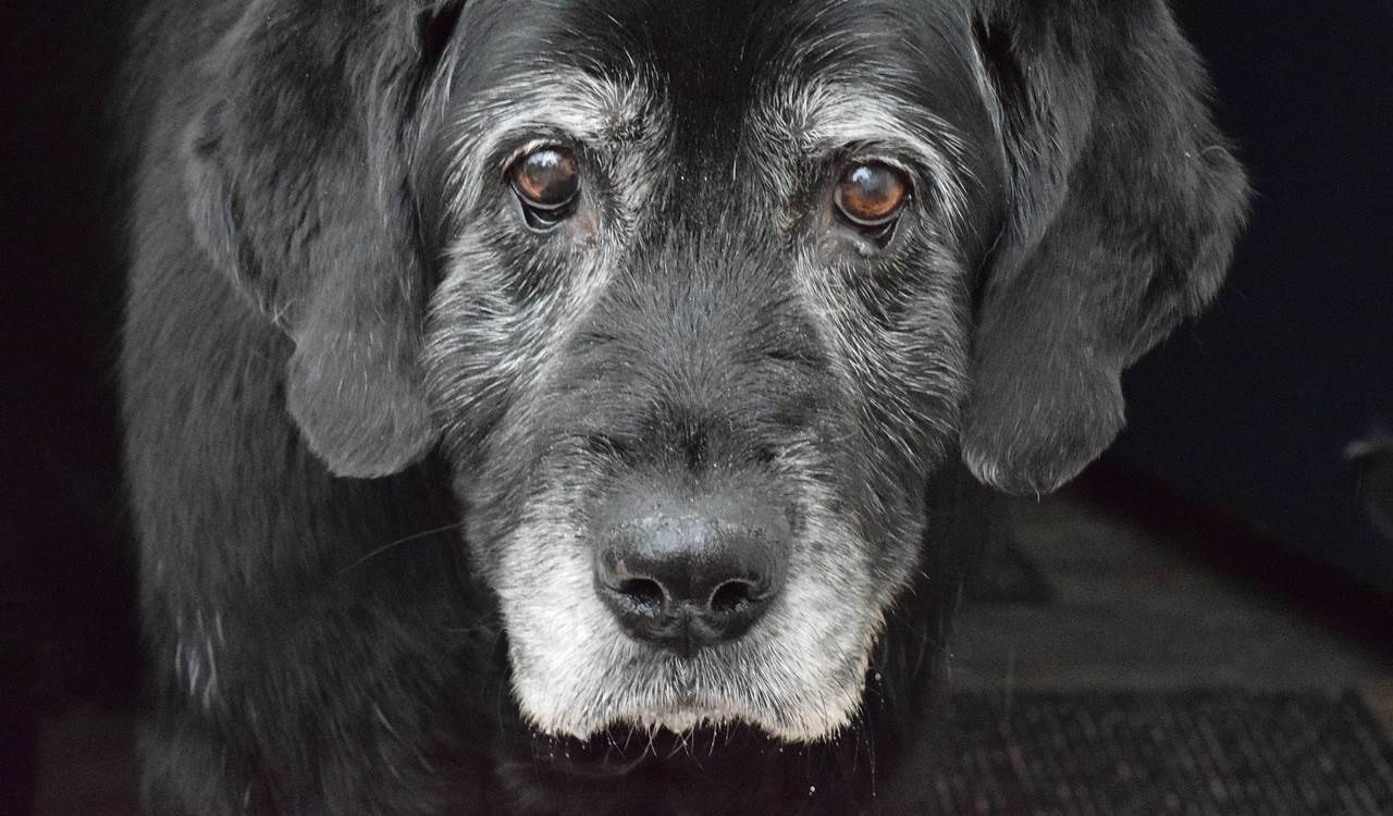 Validan al perro como modelo de estudio del Alzheimer en humanos