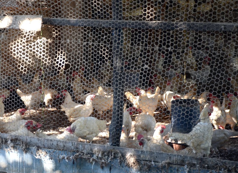 Ministerio de Agricultura crea comisi&oacute;n para erradicar la influenza aviar