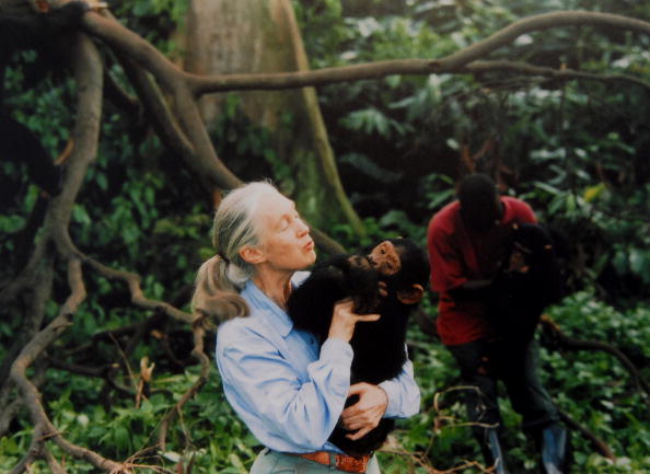 &ldquo;Vendr&aacute;n m&aacute;s pandemias si no respetamos a la naturaleza&rdquo;, advierte Jane Goodall