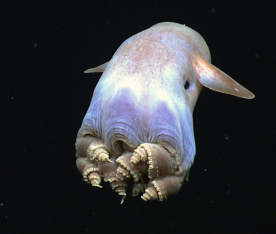Identificada una nueva especie de pulpo Dumbo