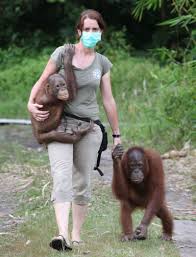  Premiada M&eacute;dico Veterinario por proteger a los Orangutanes
