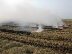 Productores de arroz acuerdan soluci&oacute;n a la quema de residuos del cereal 