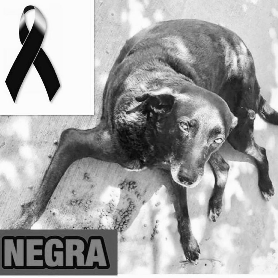 Encuentran perra protegida asesinada de cuatro estocadas en el Mirador Sur