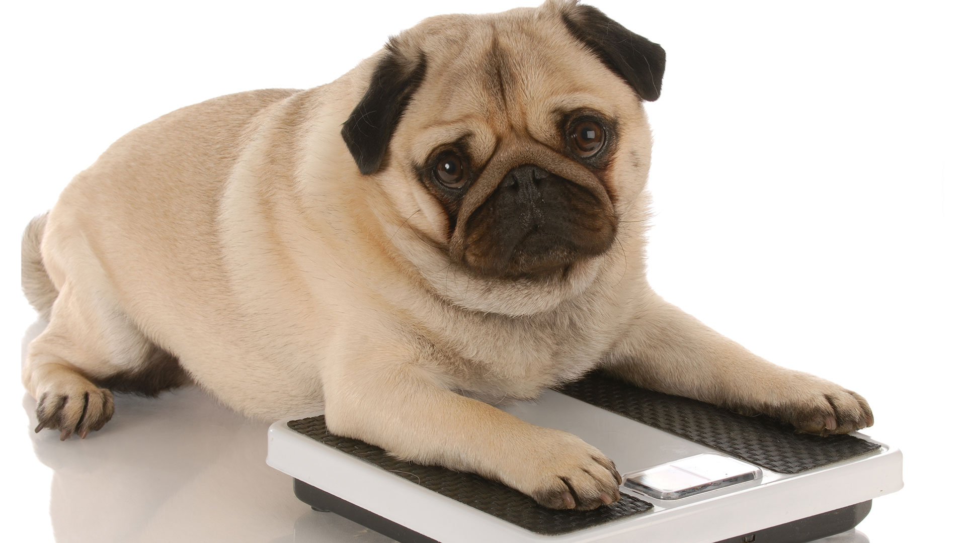 &iquest;Cu&aacute;l es el peso ideal de una mascota?