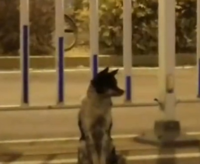 La tierna historia del perro que lleva m&aacute;s de 80 d&iacute;as en la misma carretera en la que muri&oacute; su due&ntilde;a 