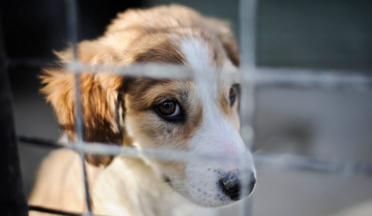 Prohibida en Gran Breta&ntilde;a la venta de cachorros y gatitos en tiendas de animales