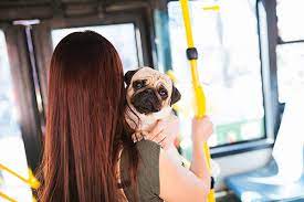 Paterna: ciudad &ldquo;pet friendly&rdquo;, mascotas en edificios y autobuses