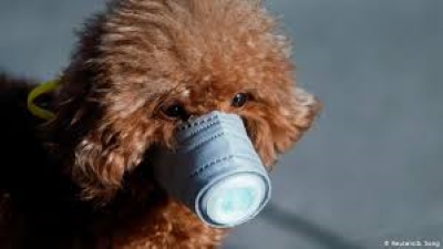 Detectan el primer perro que da positivo por coronavirus