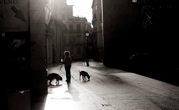 Bienestar Animal advierte de que los paseos a los perros deben ser cortos y cercanos al domicilio