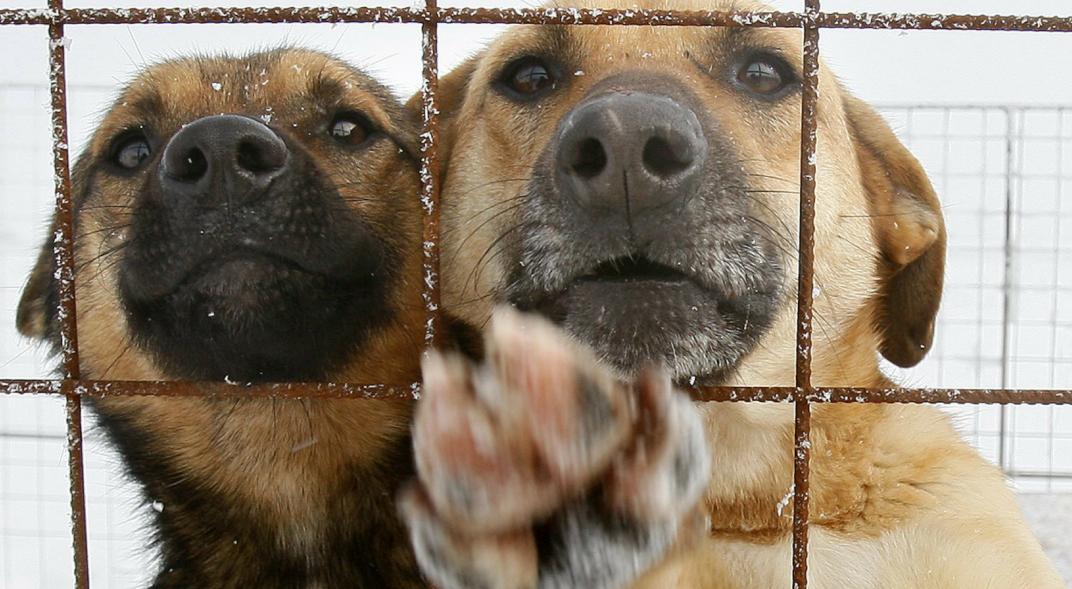  Lanzaron un Tinder para perros: servir&aacute; para la adopci&oacute;n de mascotas