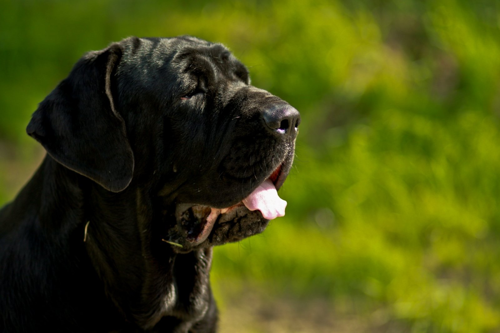 Como cuidar a mi perro de tercera edad
