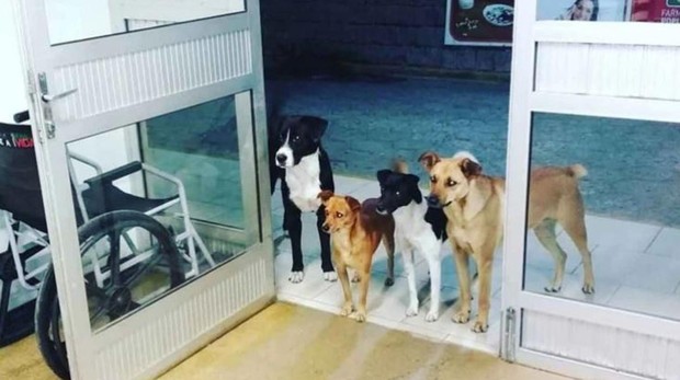 Imagen viral de cuatro perros esperando en la puerta del hospital a su due&ntilde;o