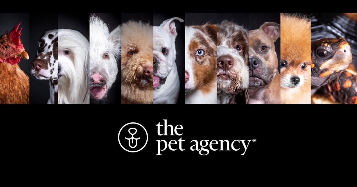 Lanzan en Puerto Rico primera agencia de talentos para mascotas